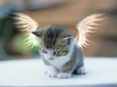 bel ti chatte